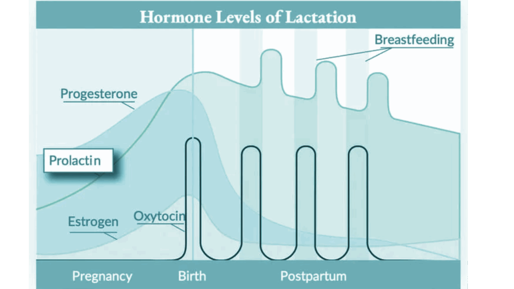 Hormone levels of lactation chart showing changes in estrogen, progesterone, prolactin, and oxytocin during pregnancy, birth, and postpartum breastfeeding.